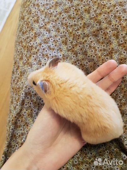 Передержка животных