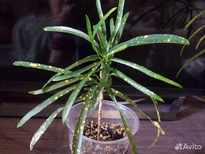 Кодиеум кротон