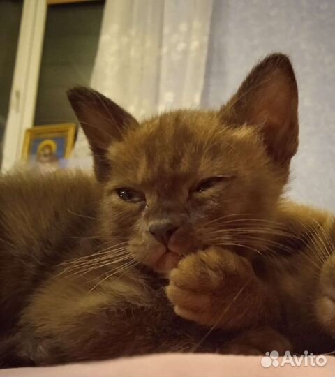 Бурманские Котята
