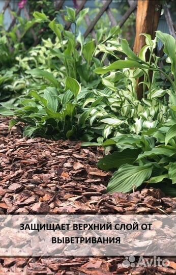 Кора лиственницы