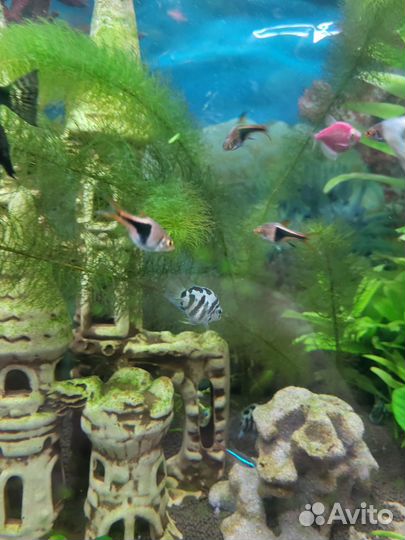 Сапфировый попугай