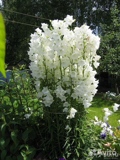 Колокольчик персиколистный (Campanula )