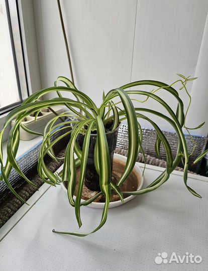 Хлорофитум кудрявый