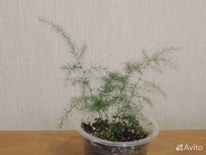 Церопегия, аспарагус, хлорофитум ор, склерохитон