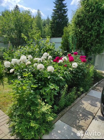 Корни пиона