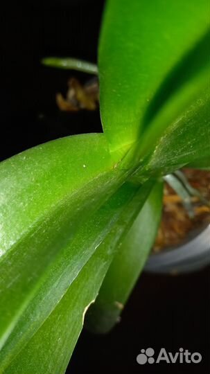 Орхидея фаленопсис биг лип Алладин