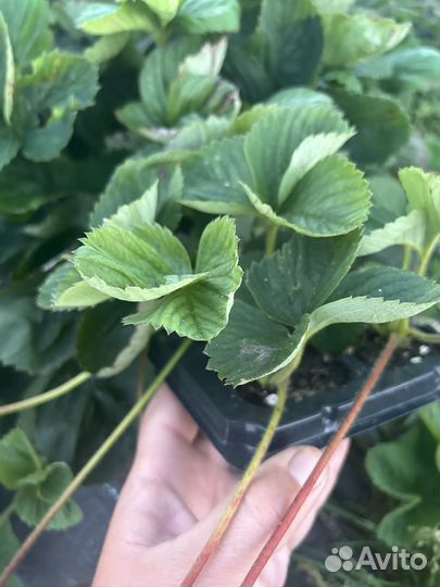 Рассада клубники