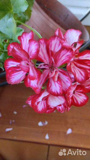 Пеларгония герань