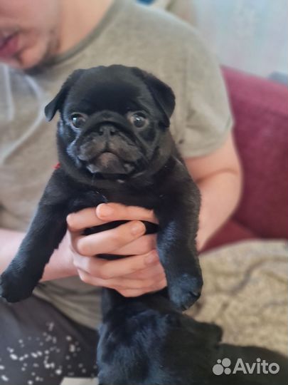 Щенки мопса мальчики