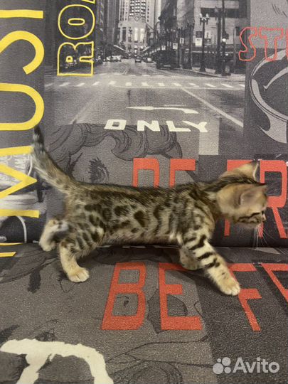Бенгальские котята