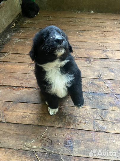 Щенки самоеда