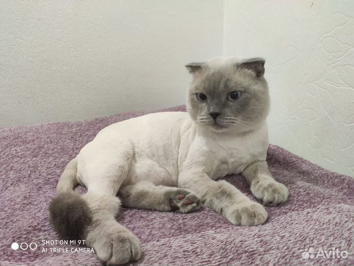 Стрижка кошек и собак на дому сегодня