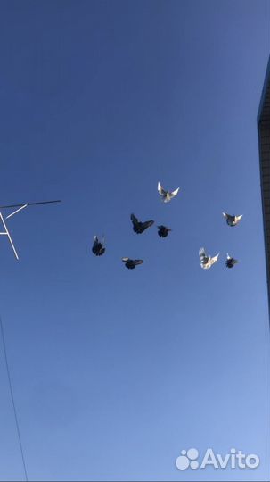 Николаевские голуби