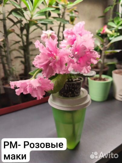 Сортовые фиалки