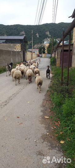 Козы и Овцы