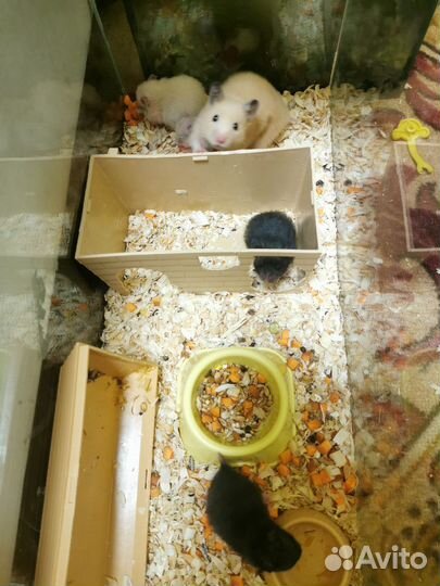 Сирийский хомяк малыш