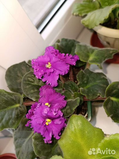 Сортовые фиалки