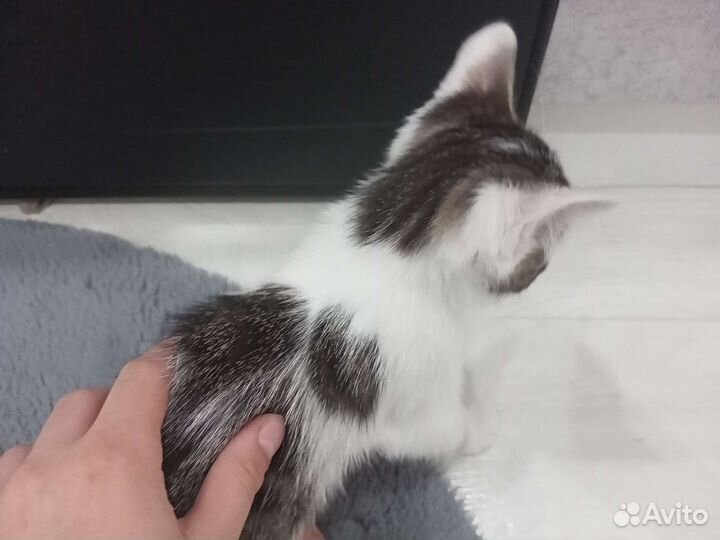 Отдам бесплатно