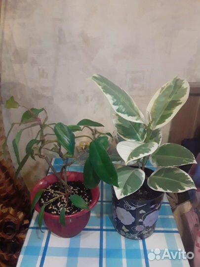 Фикус эластика тинеке,филодендрон краснеющий
