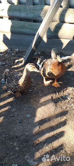 Утки подсадные