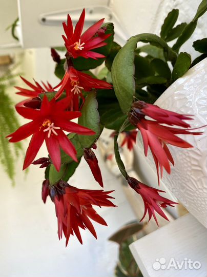 Комнатные цветы разные