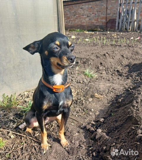 Мини Той-терьер