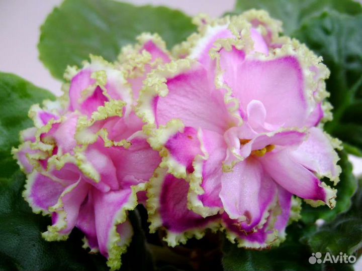 Сортовые сенполии