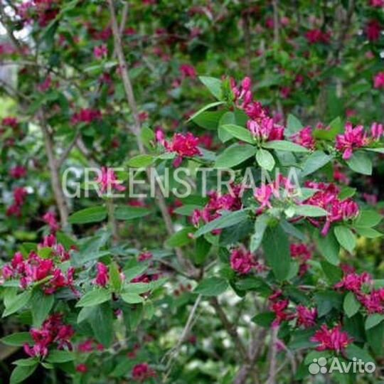 Жимолость татарская Haks Red