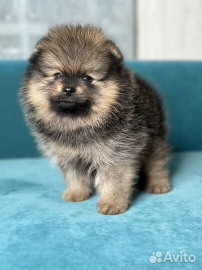 Померанский шпиц мальчик