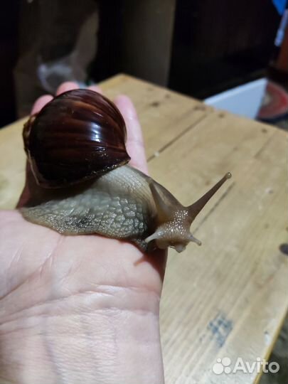 Улитки ахатины большие и маленькие