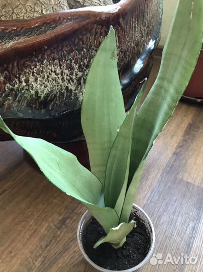Комнатные растения сансевиерия