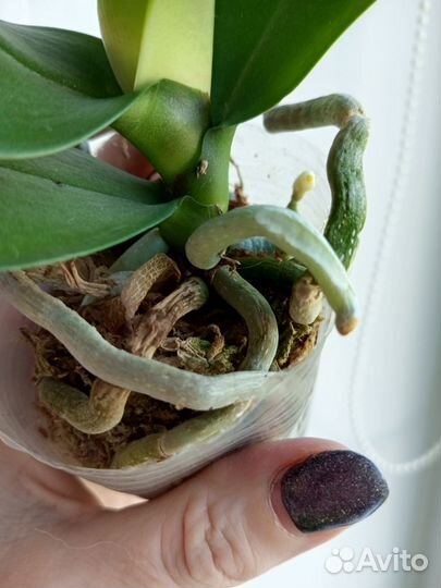 Орхидея Fuller's Sunset размер 2,5