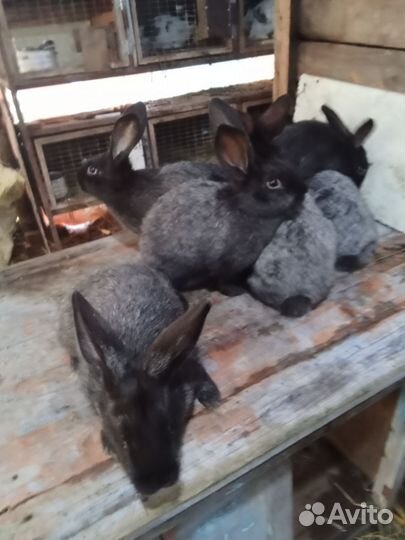 Серебро и белый великан