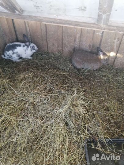 Кролики мясных пород