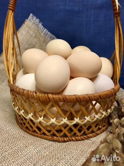 Инкубационное яйцо Пушкинская порода