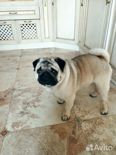 Мопс вязка мальчик