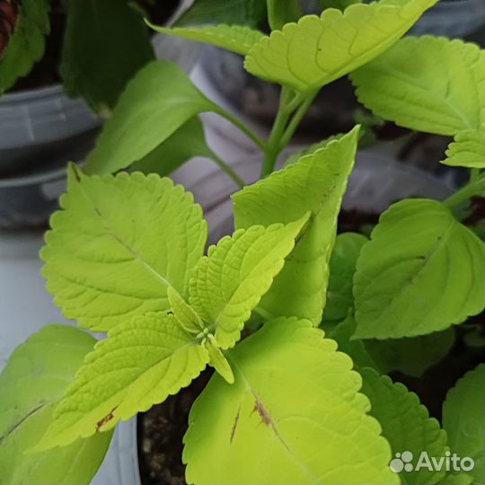 Цветы (Колеусы)