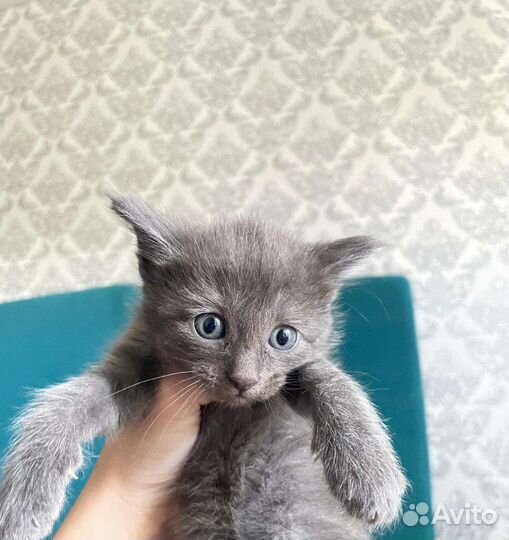 Кошка в дар бесплатно