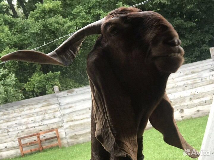 Камори покрытие