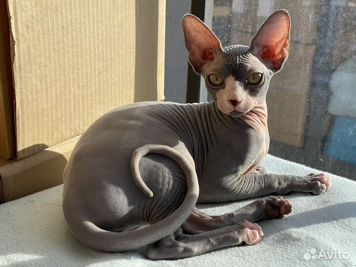 Выгул собак, уход и любовь