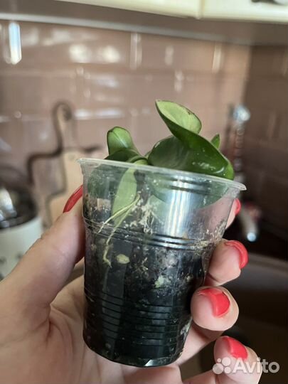 Хойя компакта