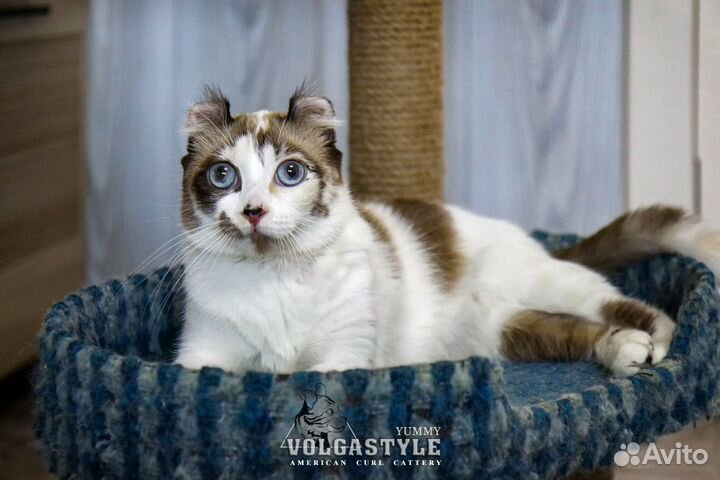 Американский кёрл котята