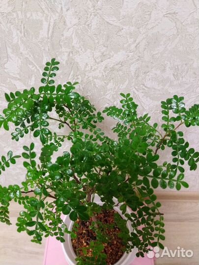 Комнатные цветы - часть1