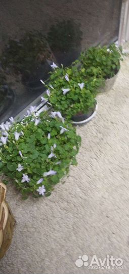 Шеффлера, глоксиния бордовая, хаворция, и др