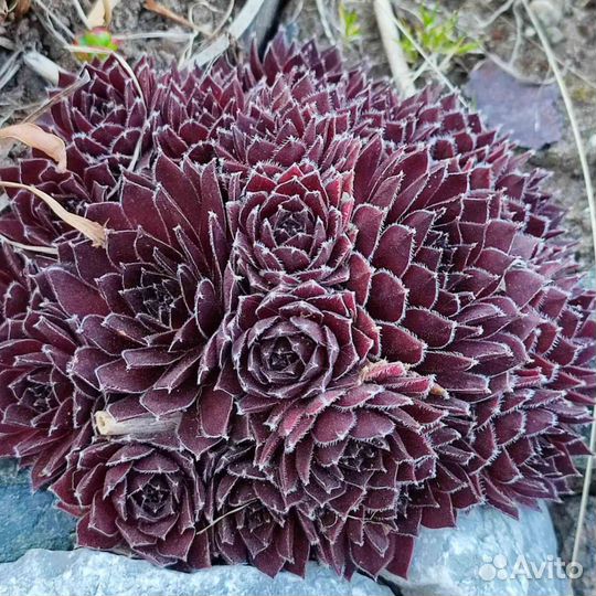 Молодило каменная роза