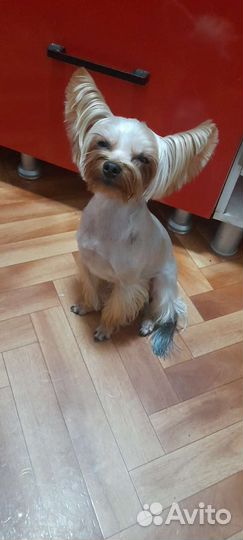 Йоркширский терьер мини вязка