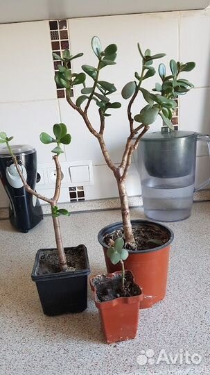 Денежное деревце