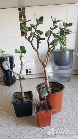 Денежное деревце