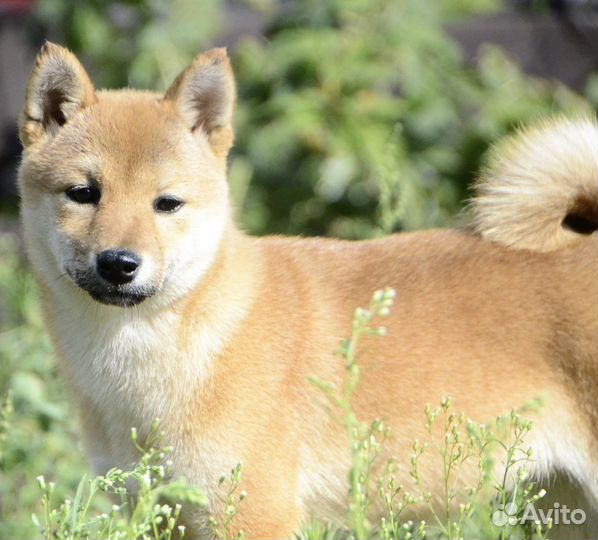 Акита Сиба Девочка