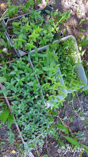 Рассада дербенника